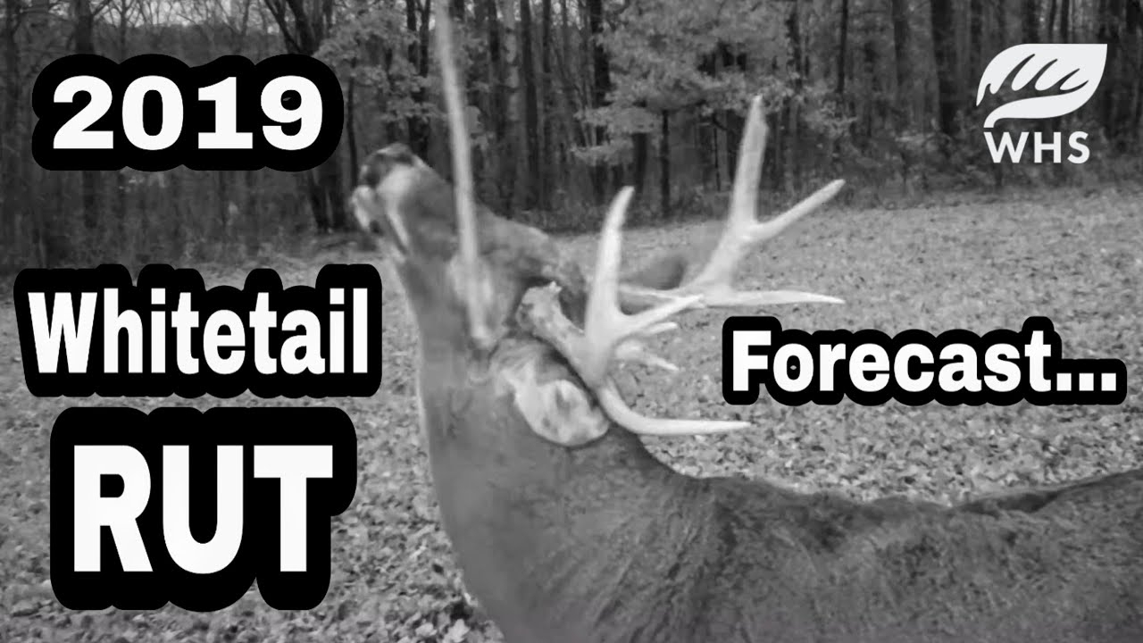 2019 Whitetail Rut Forecast And Tools Of The Rut
