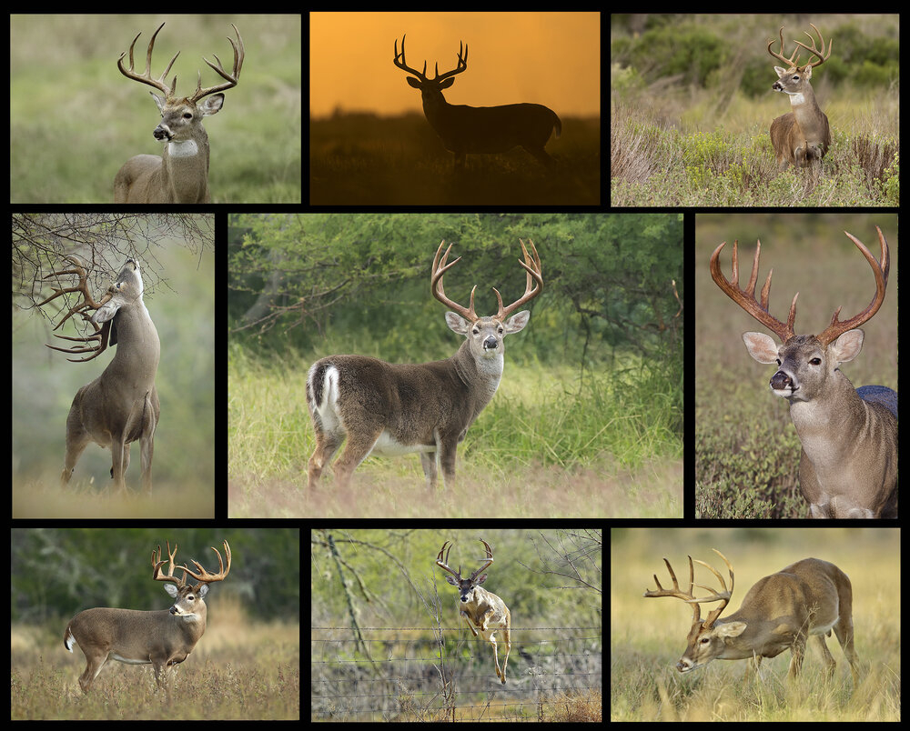 2020 South Texas Whitetails — Hector Astorga Photography