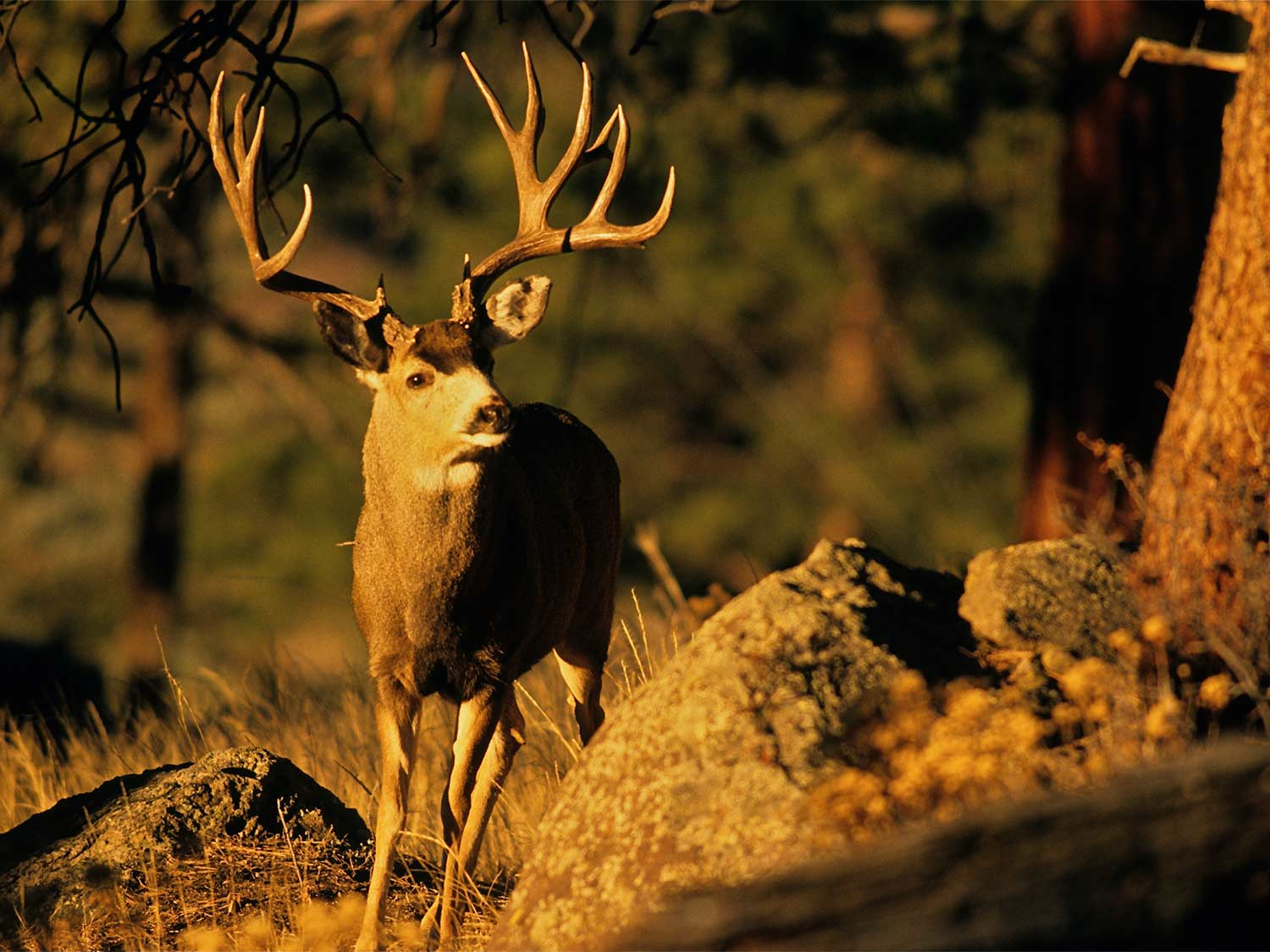Deer Hunting Forecast 2019 | Outdoor Life
