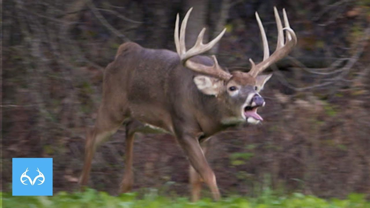 Giant Illinois Buck In Rut | Hunt With Gregg Ritz | Monster Bucks Mondays  Presented By Midway Usa