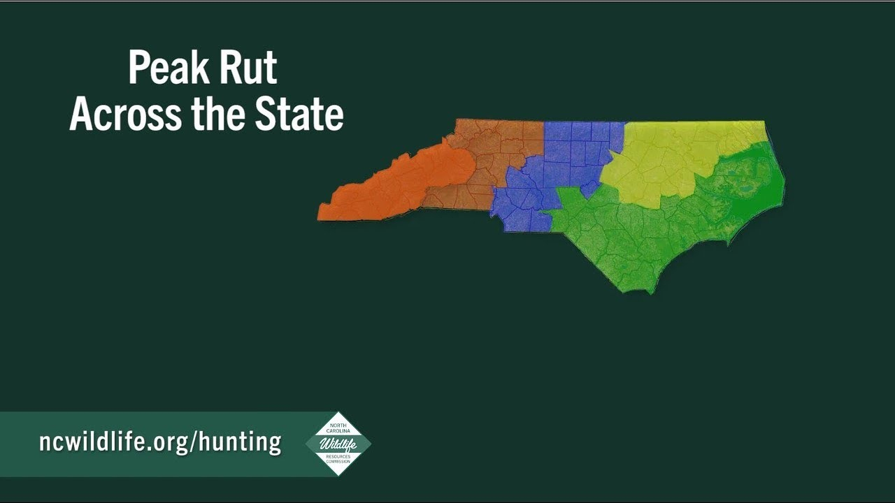 Peak Of The Rut Across North Carolina