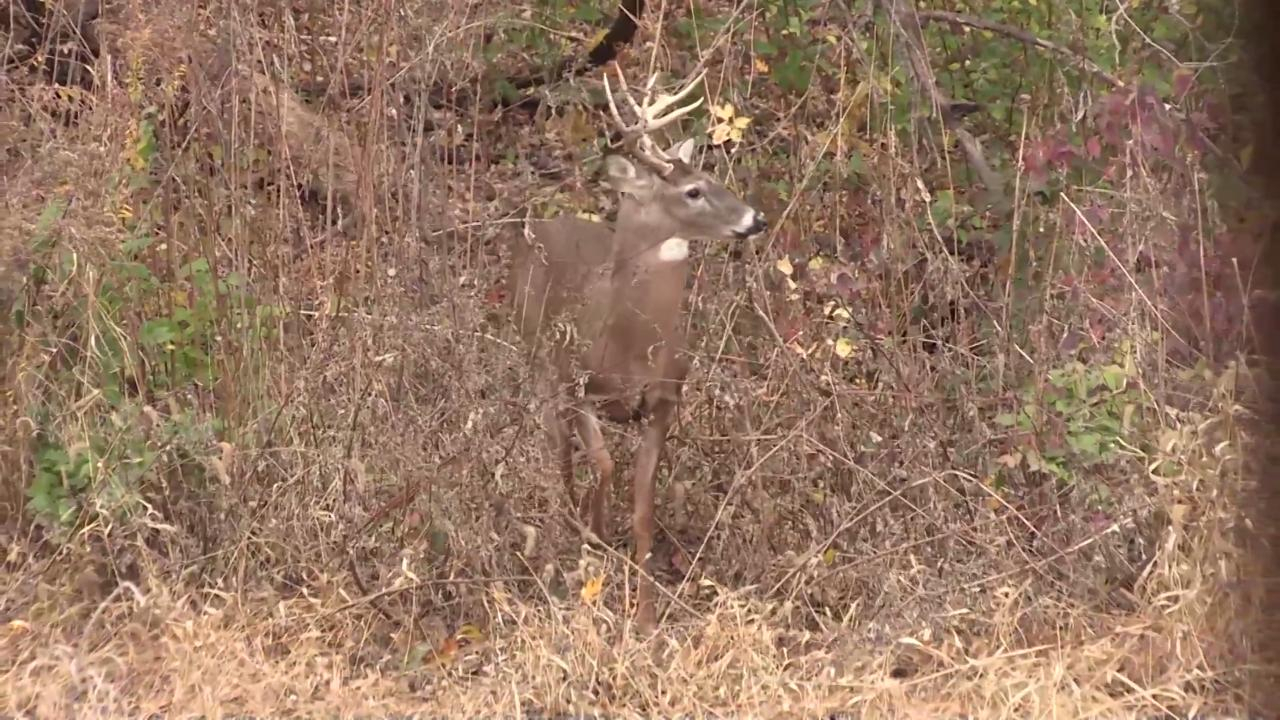 Pick When Is Deer Rut In Illinois