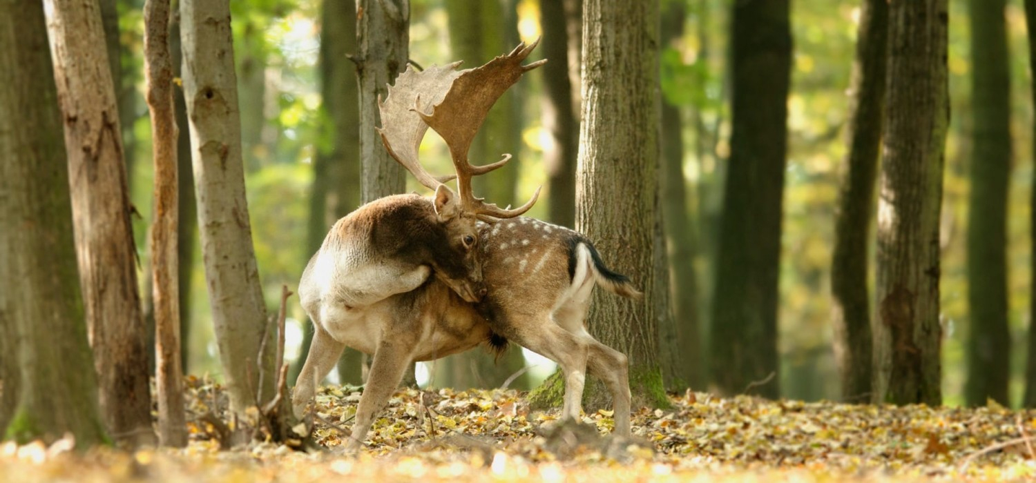 Red Deer Hunting In Slovakia – Season 2020 | Hunt In Slovakia