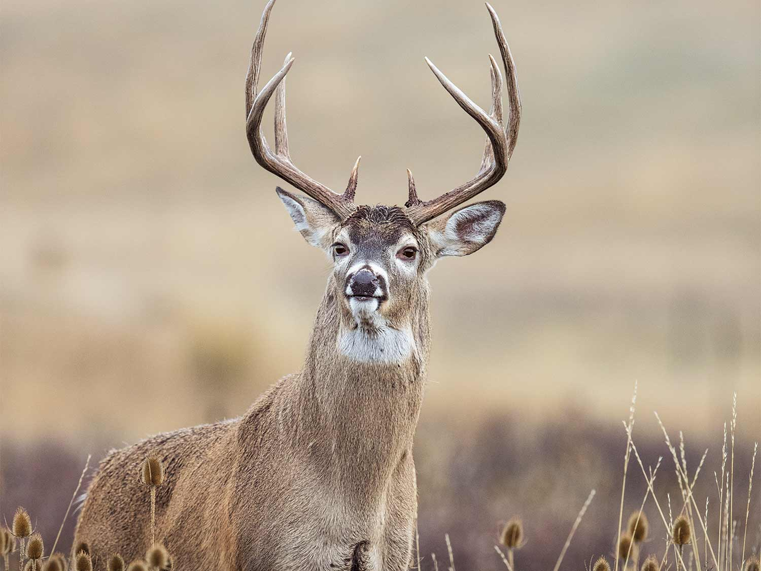 The 25 Best Deer Hunting Tips For The Whitetail Rut | Field