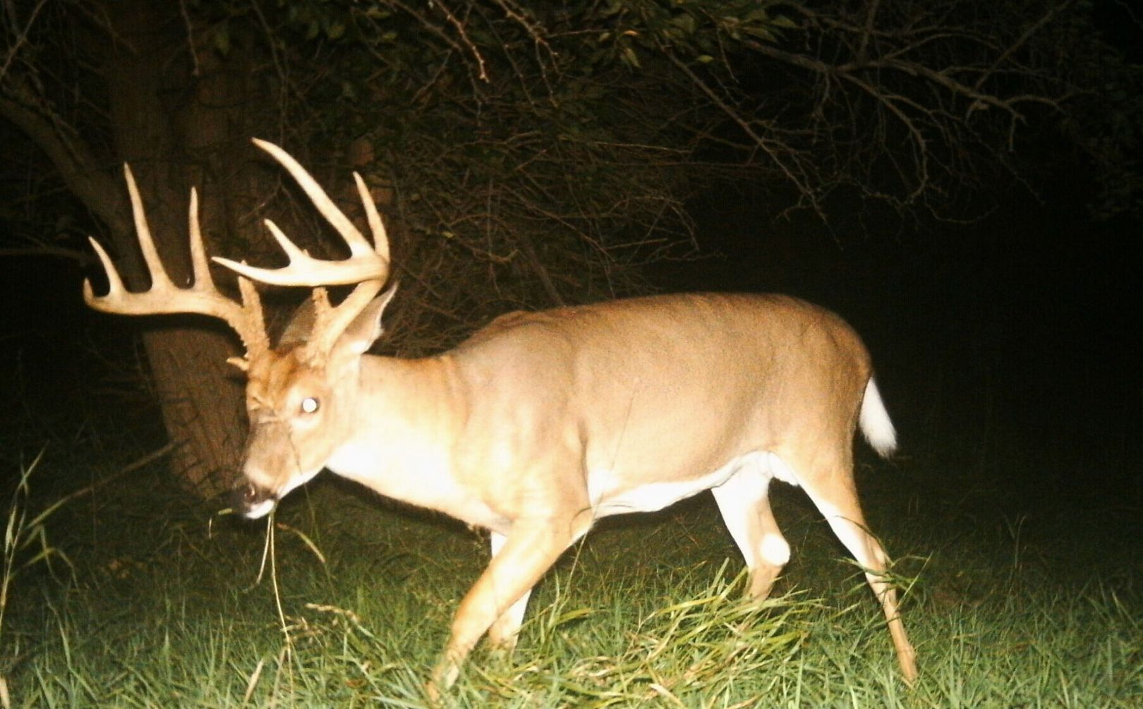 Traditional Whitetail Rut Timing | Whitetail Habitat Solutions
