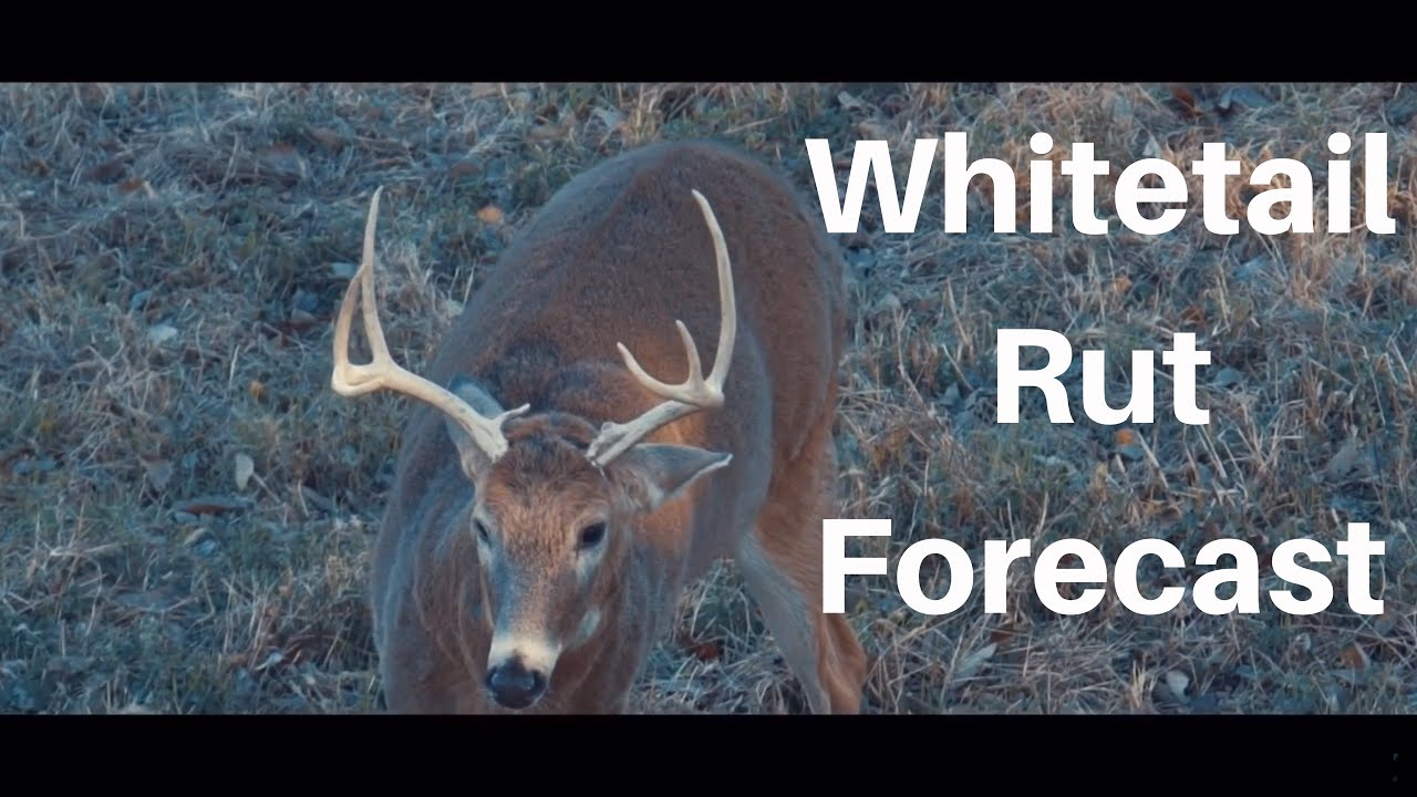 Whitetail Rut Forecast - Michigan And Illinois Hunting Prediction