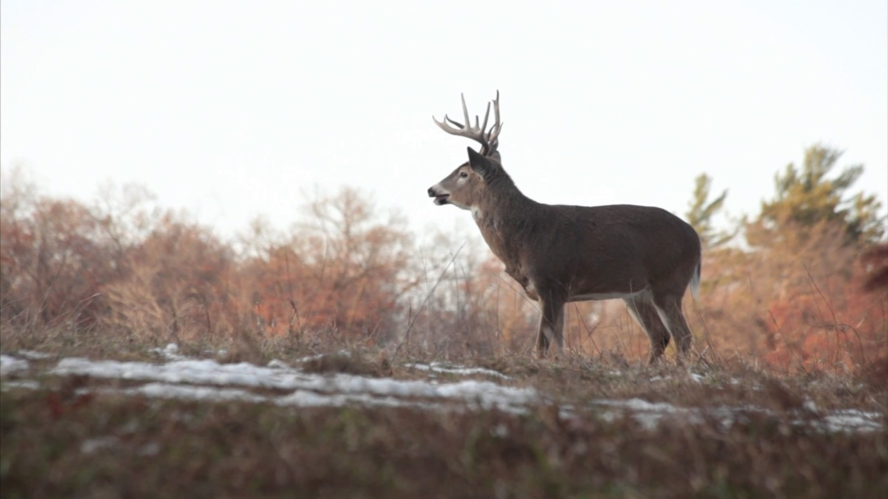 Whitetail Rut: Three Things You Need To Know