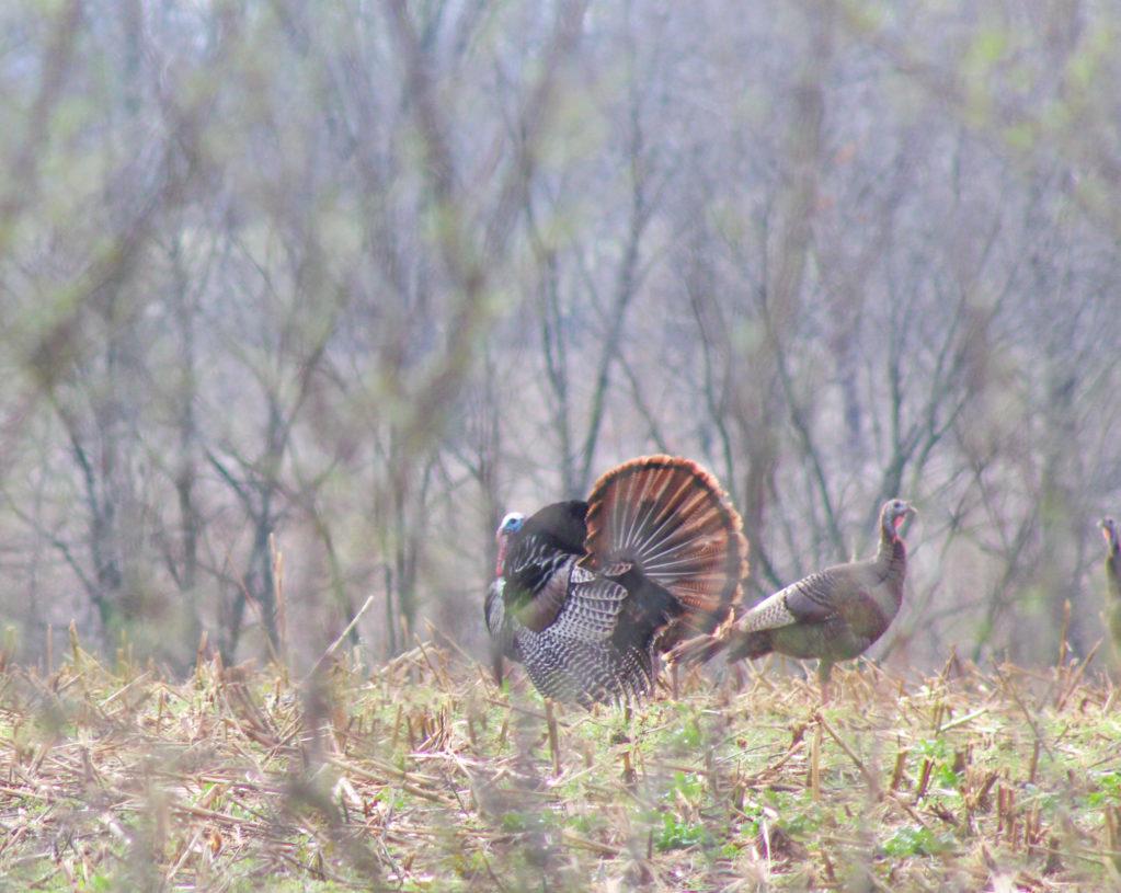 Turkey Hunting In Illinois: Hunting Lodge For Wild Turkey Hunting Trips |  Heartland Lodge