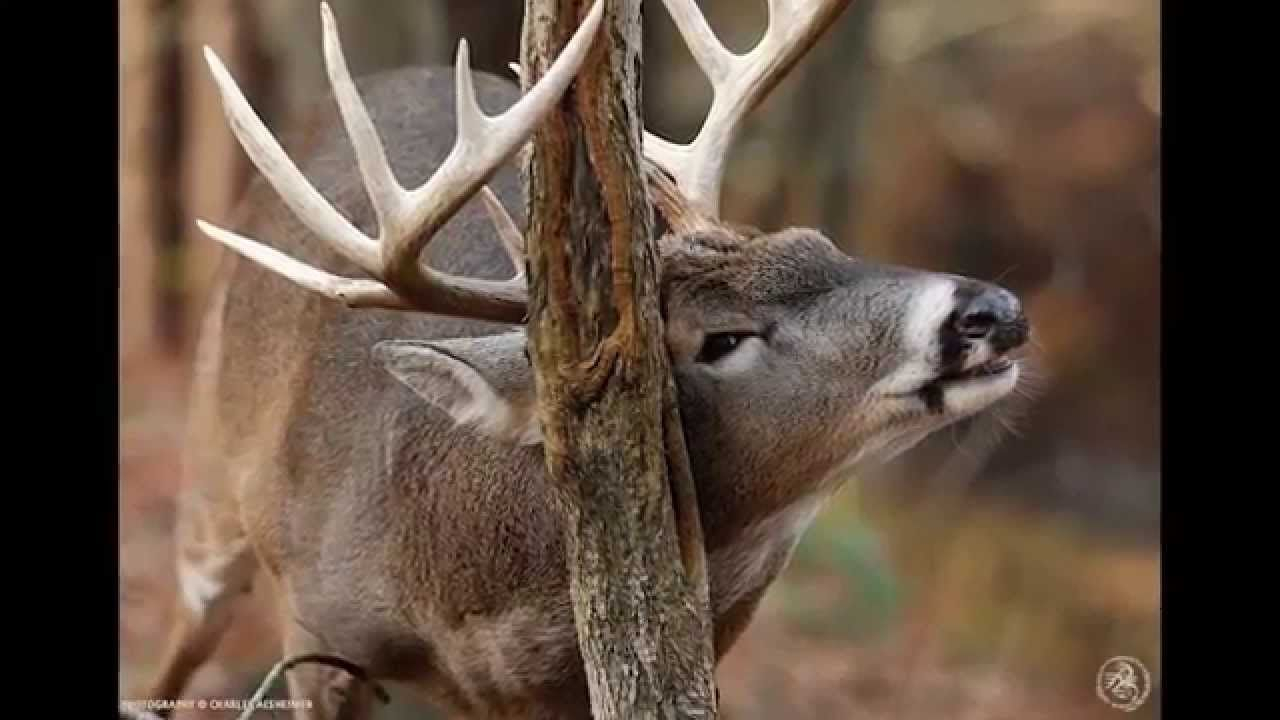 2014 Whitetail Deer Rut Predictions From World-Renowned