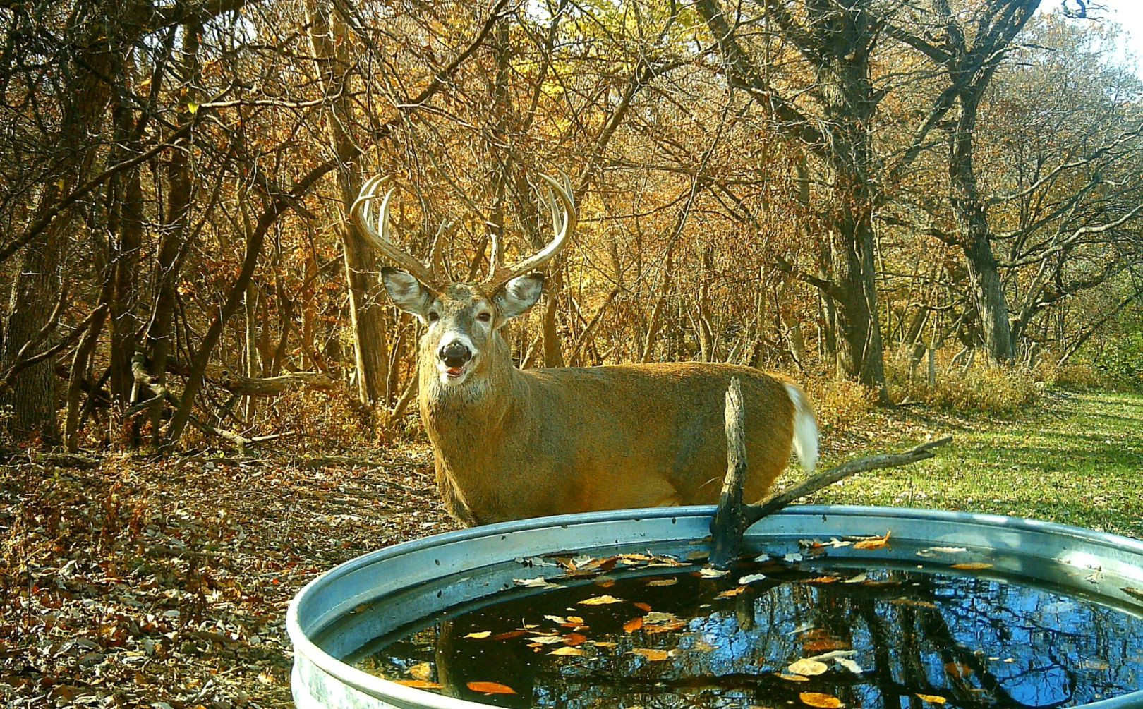 2016 Rut Forecast Weekend Timing | Whitetail Habitat Solutions