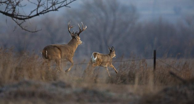2017 Whitetail Rut Forecast And Predictions