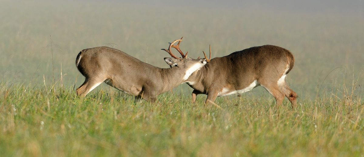 2018 Rut Predictions For Every Theory | Hunting Trip, Deer