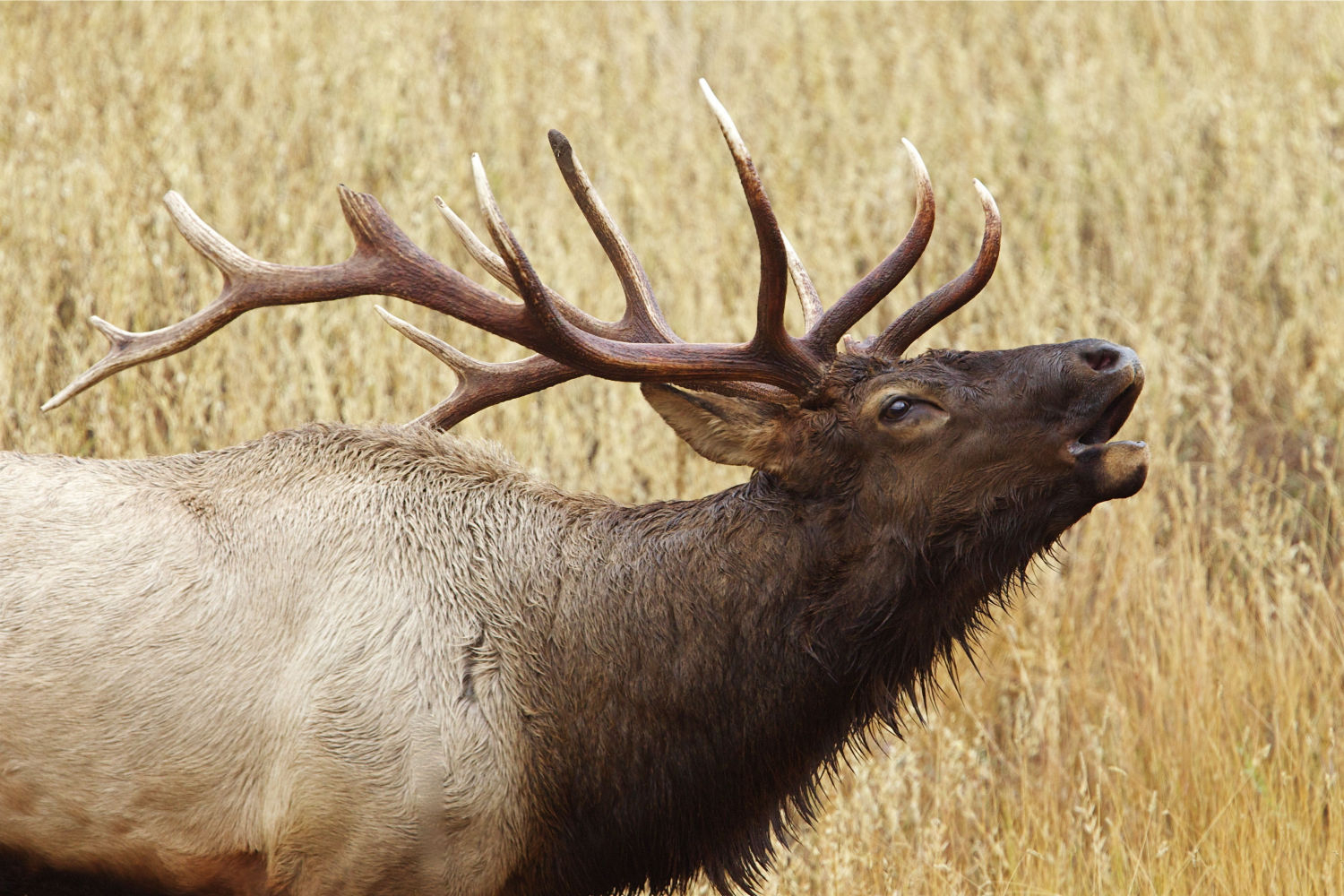 2019 Elk Season Dates | Montana, Idaho, Utah, Colorado Elk