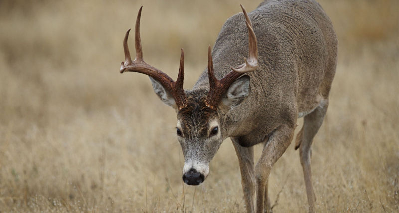 2019 Oklahoma Deer Season Dates | Oklahoma Hunting Season