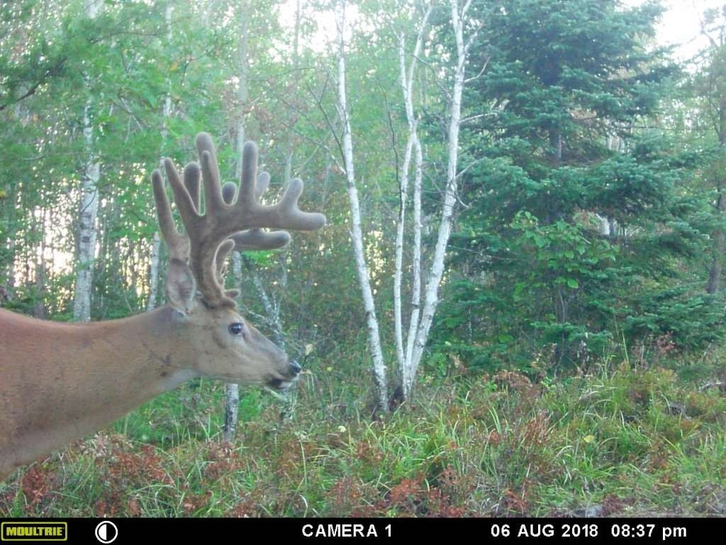 2020 Deer Hunting Forecast – Template Calendar Design