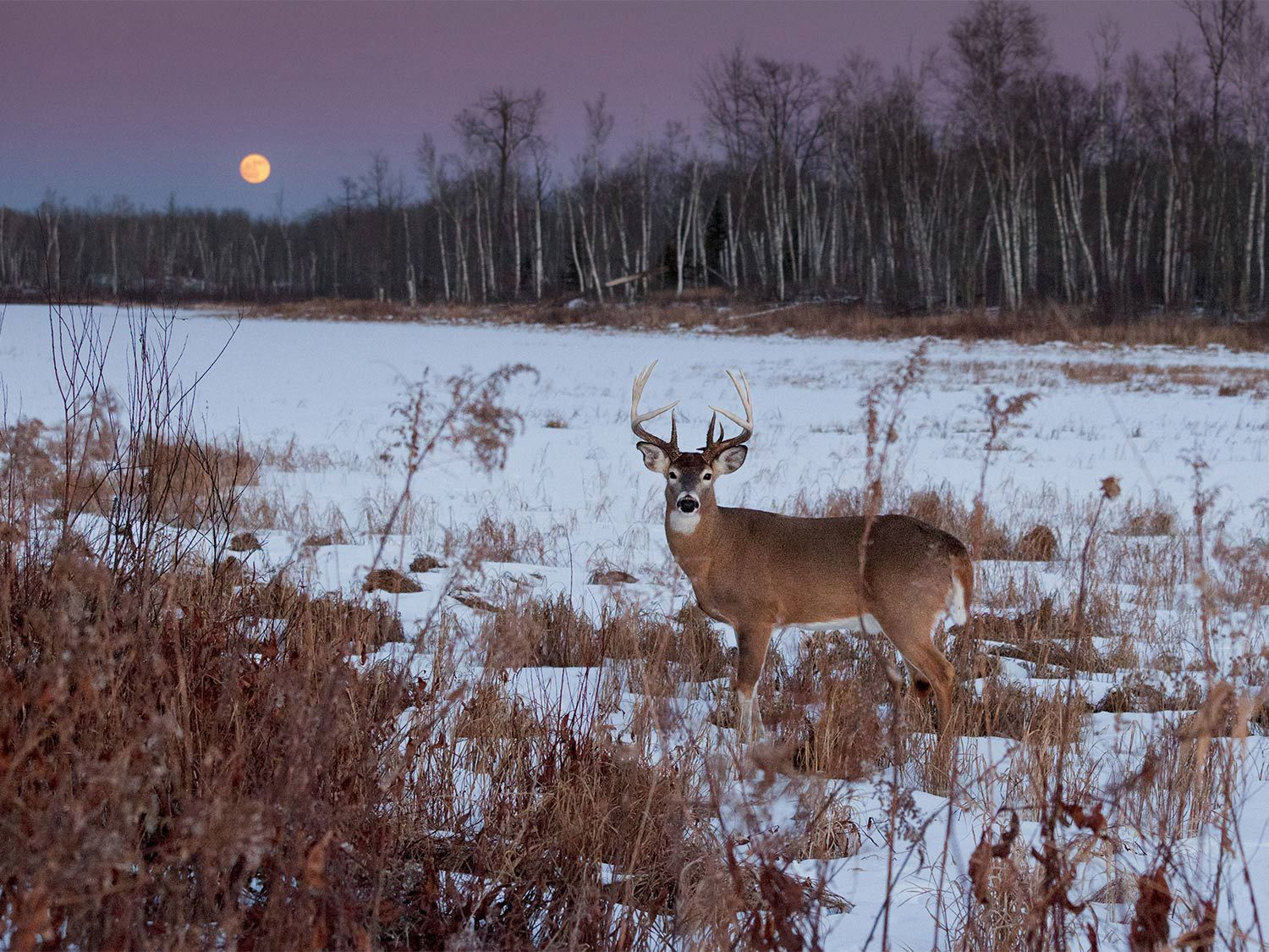 2020 Il Deer Rut Season | Calendar Template Printable