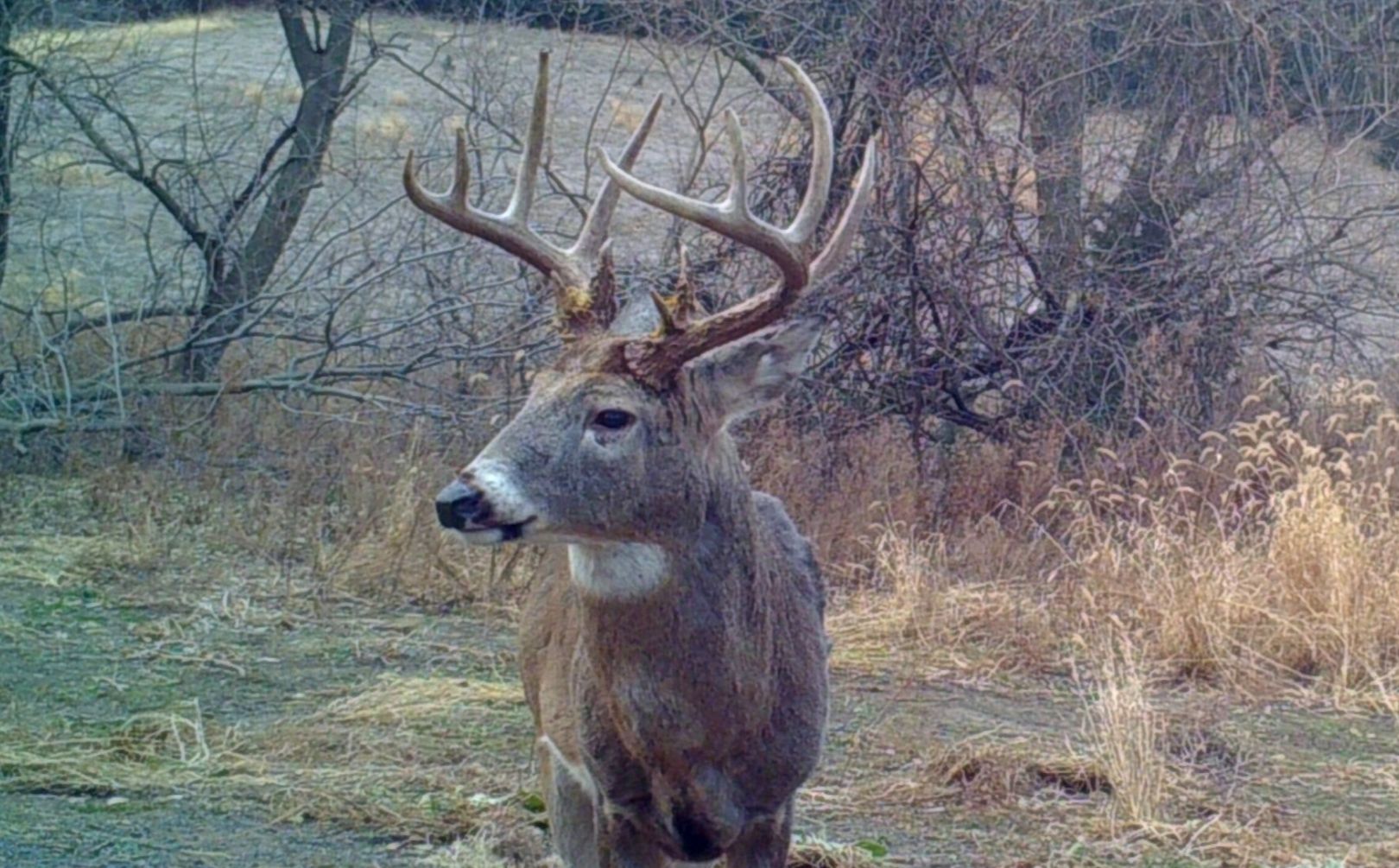2020 Illinois Deer Rut Activity | Calendar Template