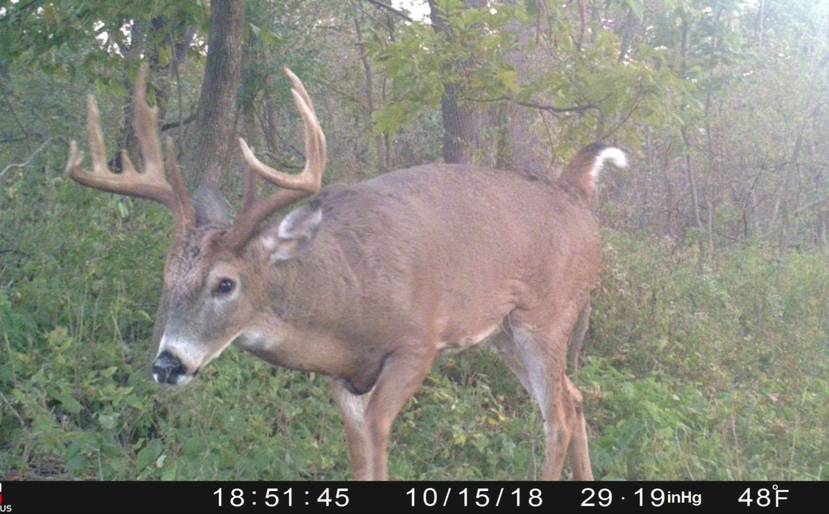 2020 Rut Forecast Whitetail Deer – Template Calendar Design