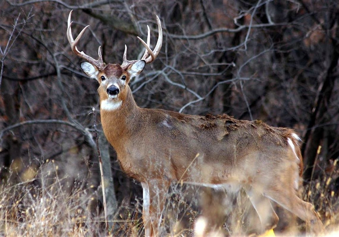 2020 Whitetail Rut Predictions For Pennsylvania – Template