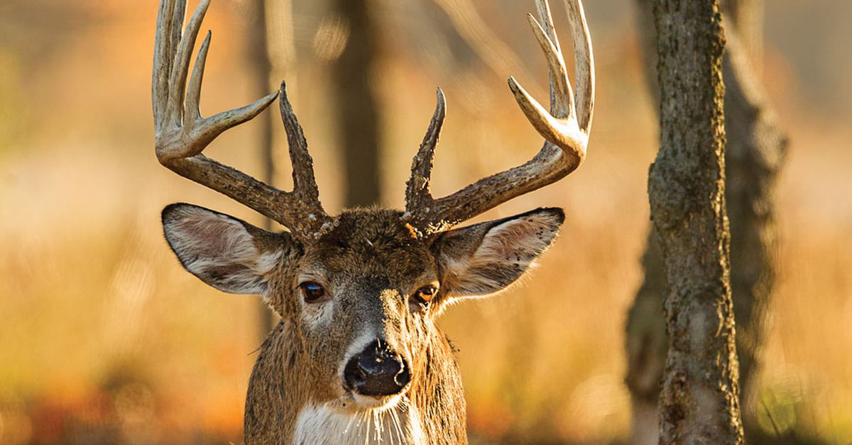 3 Whitetail Rut Hunting Gameplans | Outdoor Life