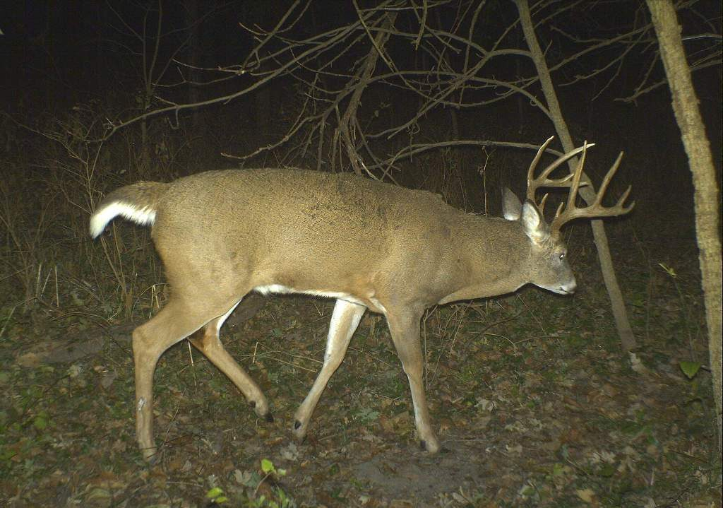 5 Facts About Whitetail Buck Excursions | Bucks Bulls Bears