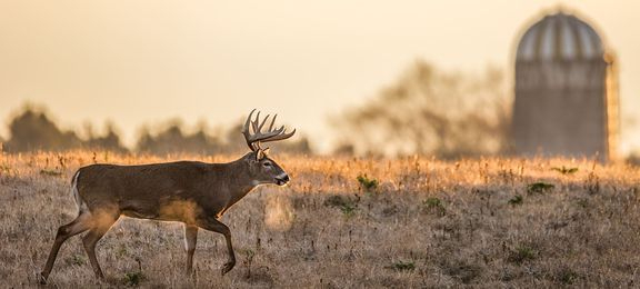 50 Expert Tips For Hunting The Whitetail Rut In 2020