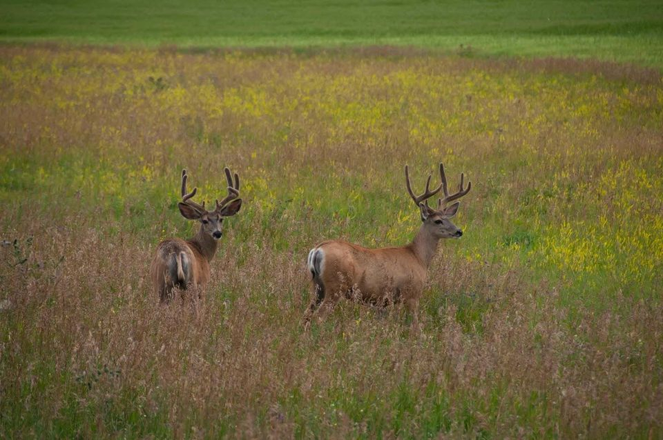 6 Tips For Driving Around Whitetail Deer