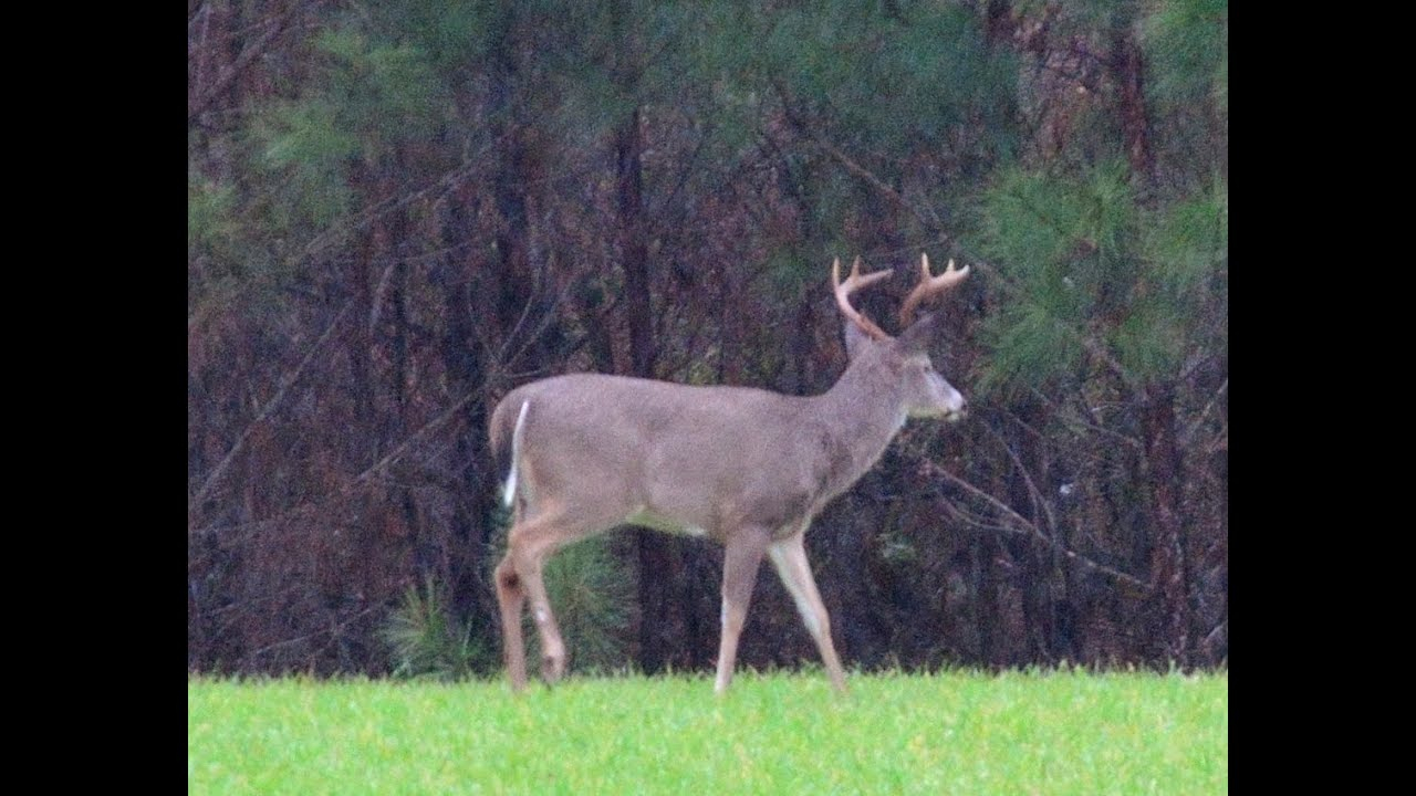 Alabama Whitetail Bucks- 2014 Hd - Youtube