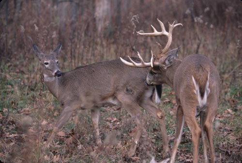 Alsheimer: Hunting Tips For The Breeding Phase Of The Rut