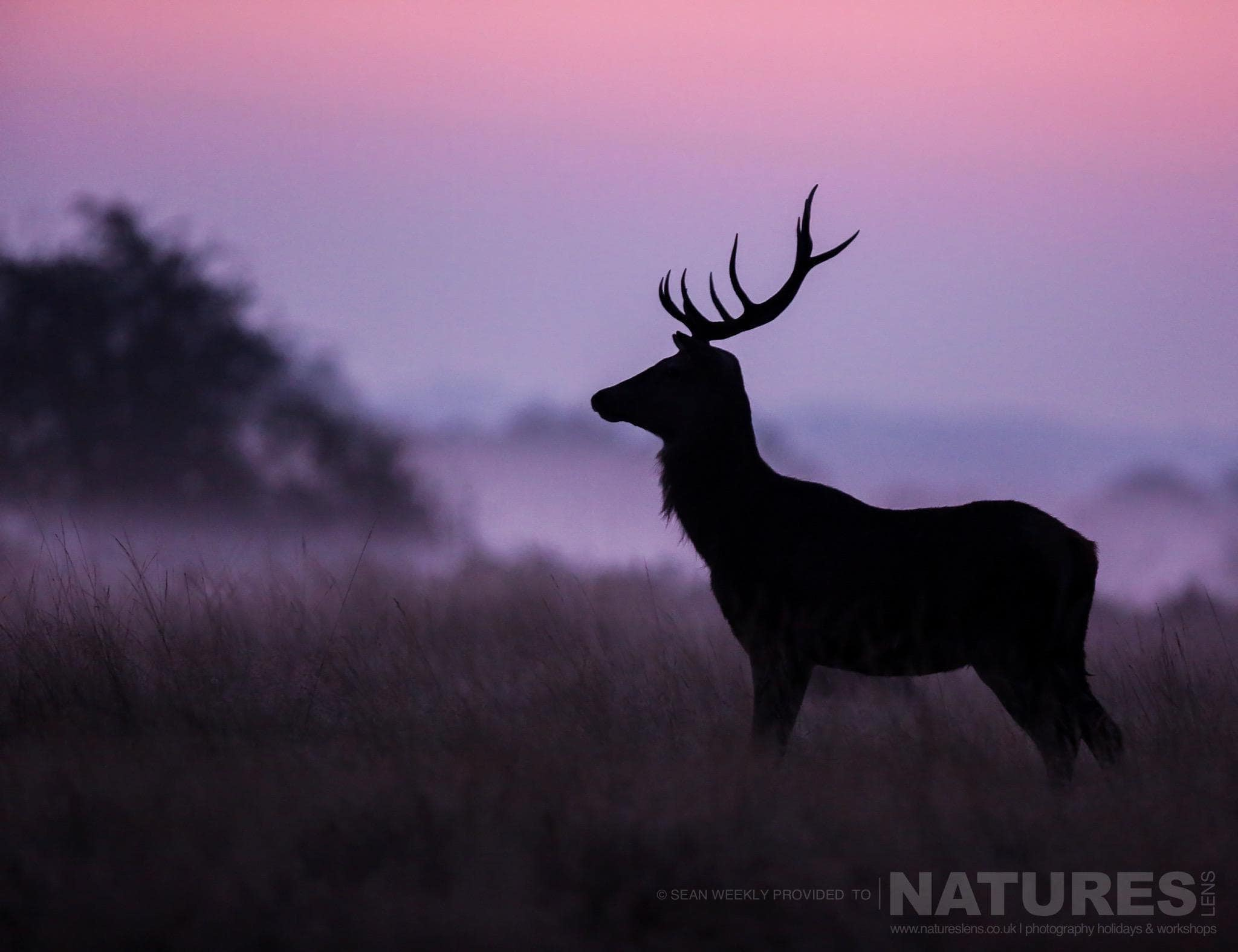 Announcing Our Red Deer In Rut Photography Workshop