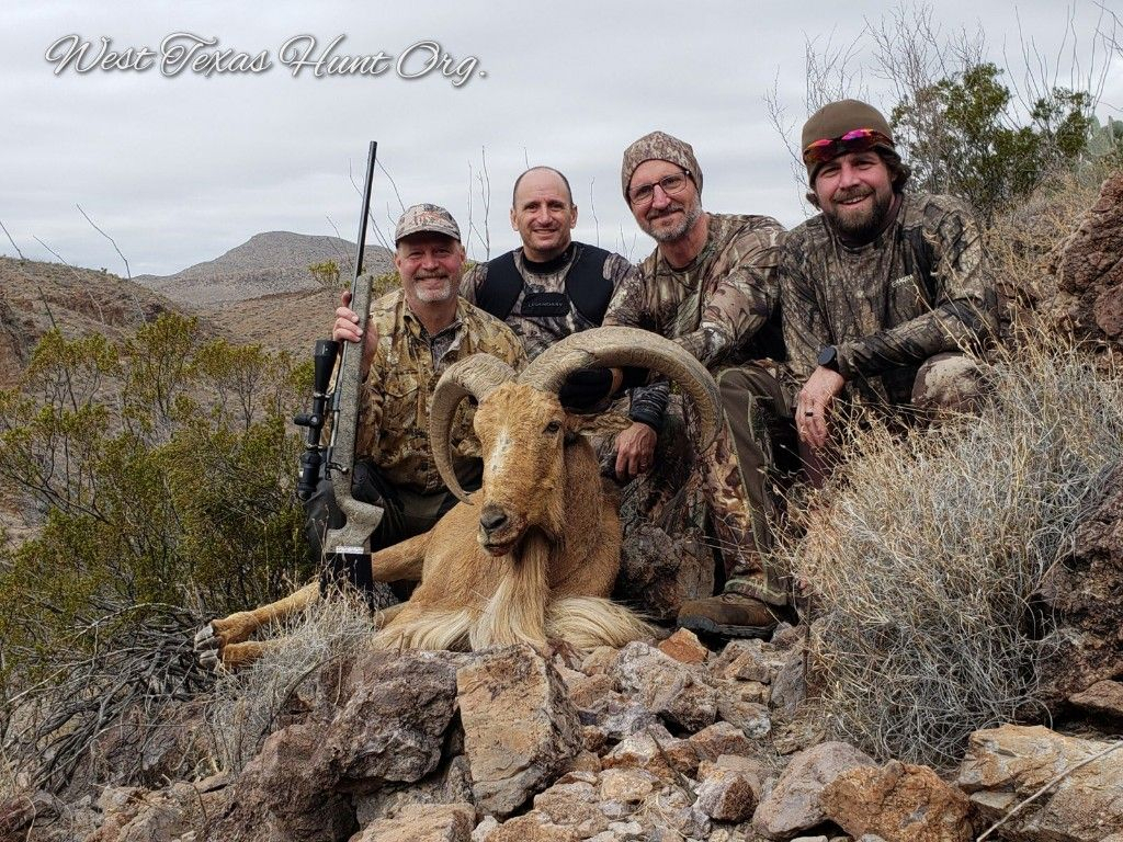 Aoudad Rut Hunt - Texas Hunting Forum