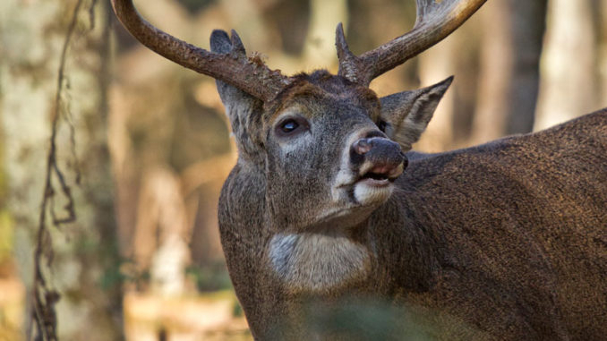 As Peak Of North Carolina’s Deer Rut Approaches