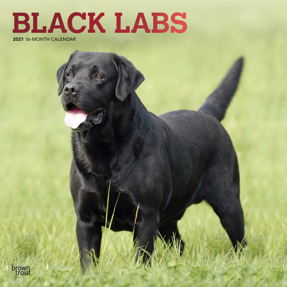 Black Labrador Retrievers 2021 Square Wall Calendar