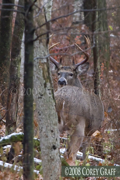 Central Wisconsin Rut Observations - Deer &amp; Deer Hunting
