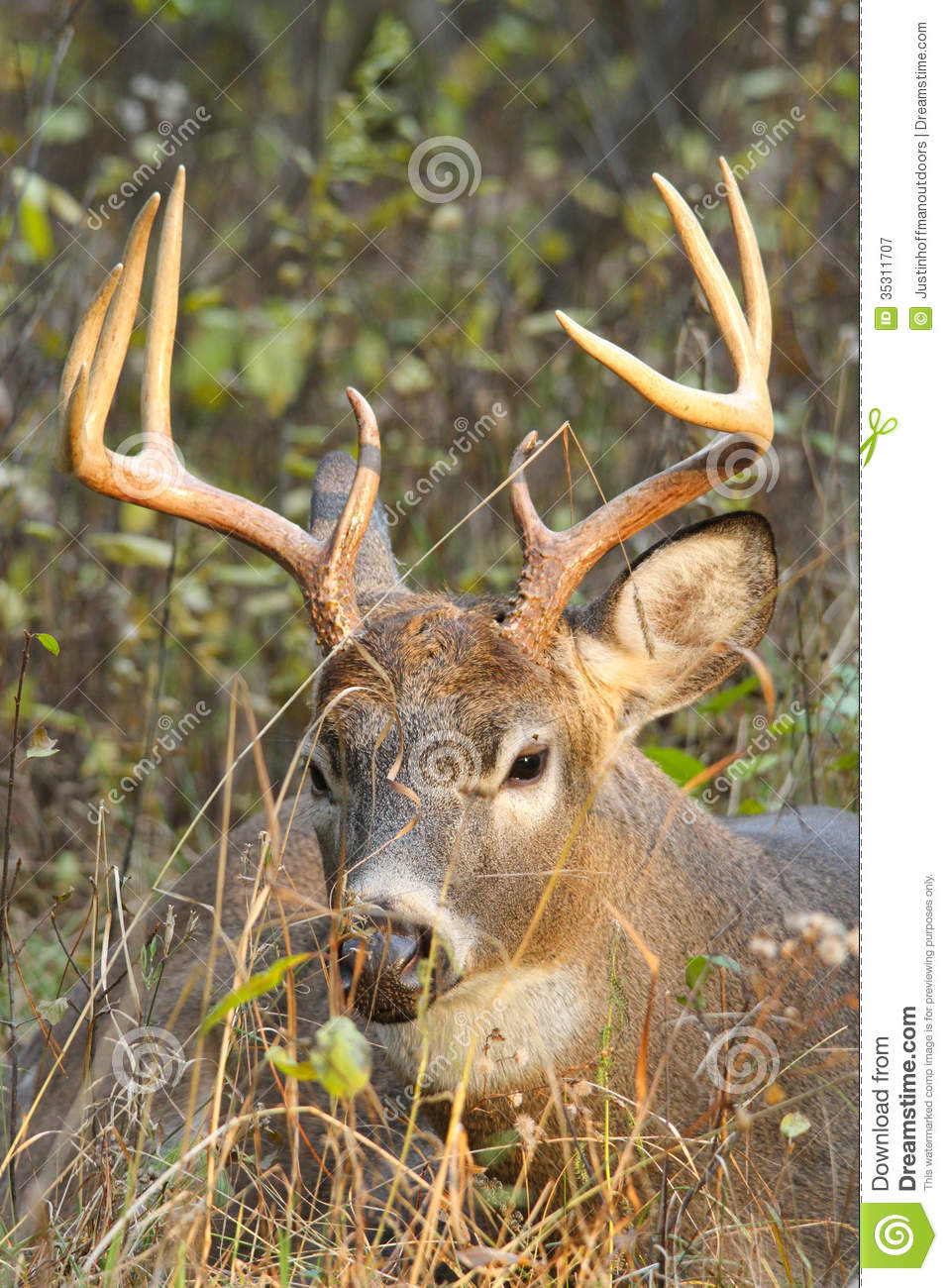 Cervi Di Whitetail Buck Rut Immagine Stock - Immagine Di