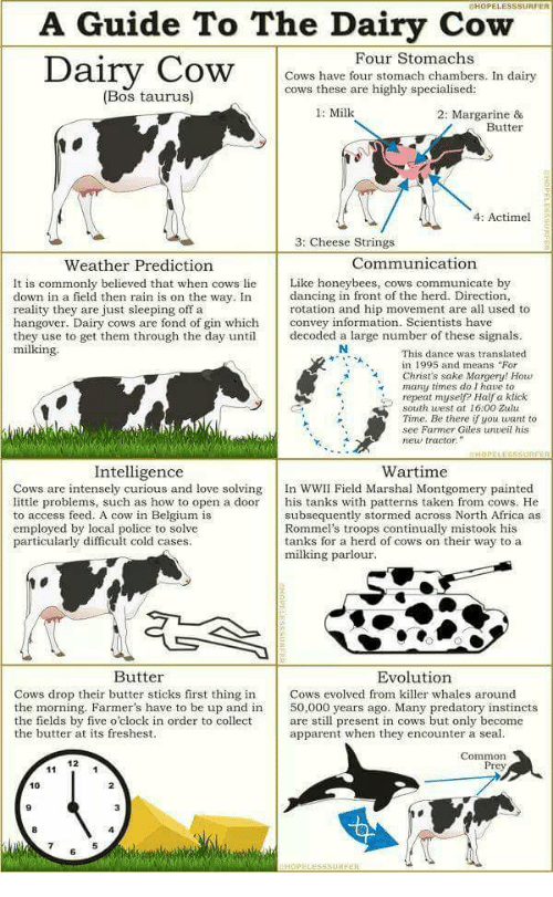 Chopelesssurper A Guide To The Dairy Cow Four Stomachs