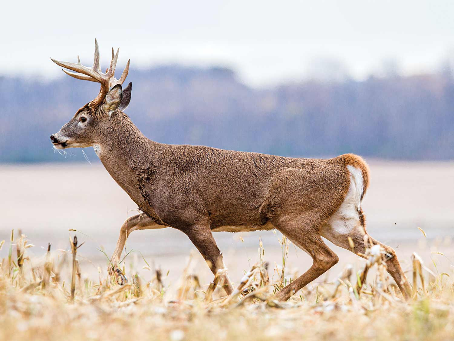 Deer And Deer Hunting Rut Calendar