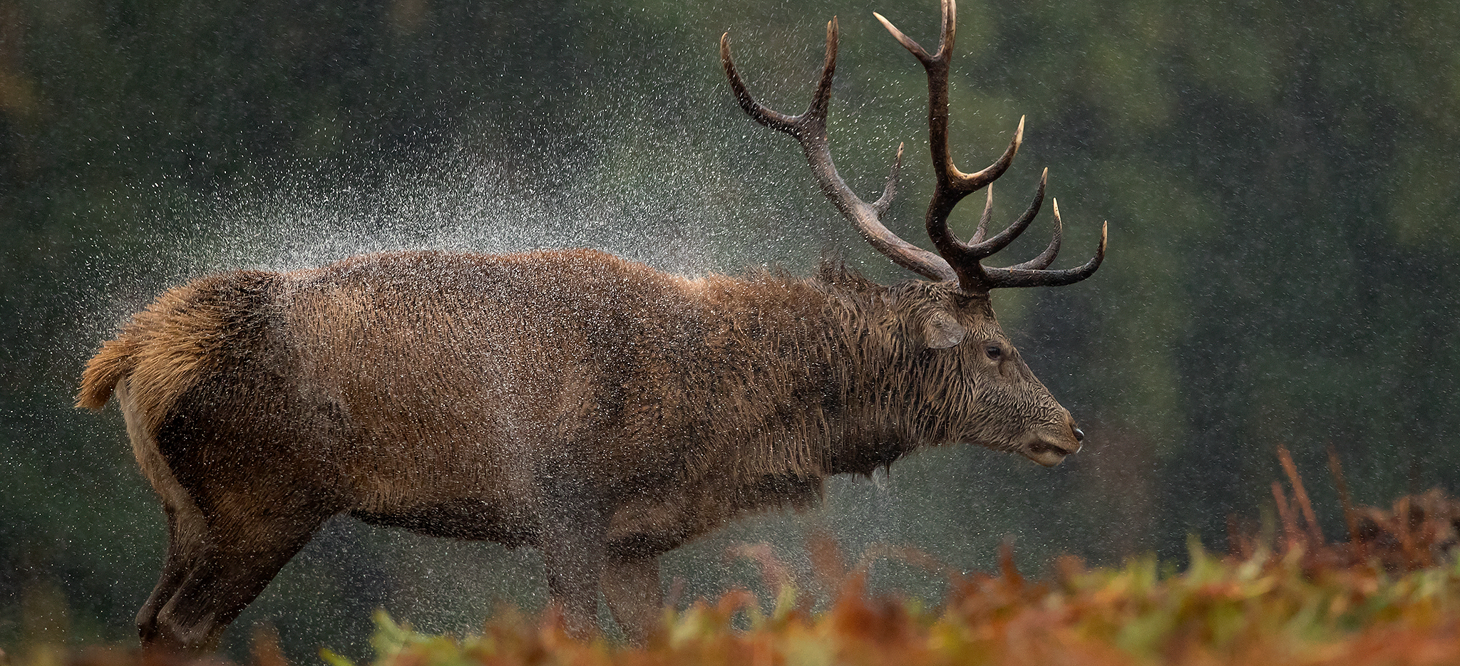 Deer Rut Special - Uk - 2021 - Natures Images