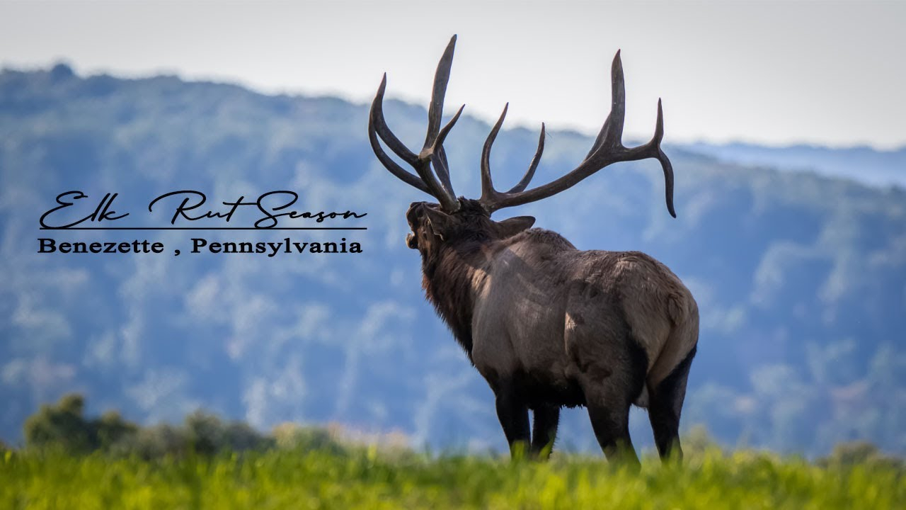 Elk Rut Season - Benezette, Pennsylvania - Youtube