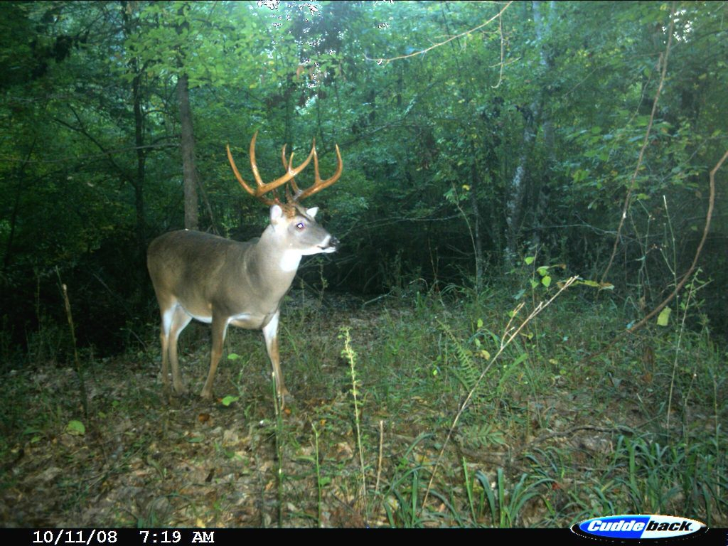 Exclusive: Peak 2016 Rut Forecast For Southern Deer Hunters