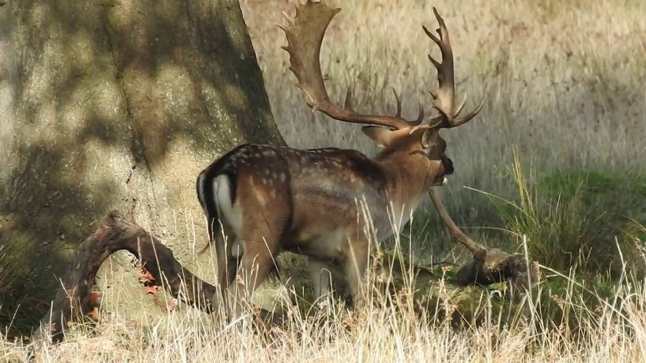 Fallow Deer Rutting In Petworth Park - Youtube