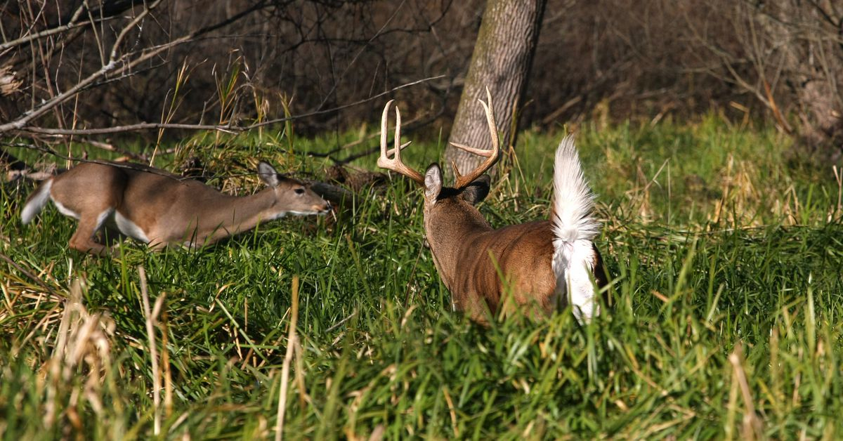 Flipboard: Hunting Tactics For 6 Stages Of The Whitetail Rut