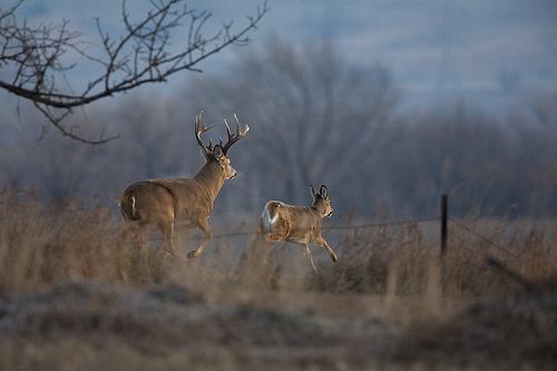 General Deer Behavior | Missouri Whitetail