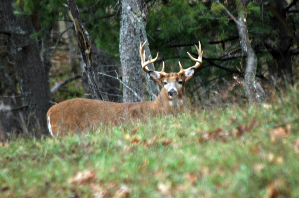 Guided Deer Hunting Wisconsin | High Fence Hunts Wi