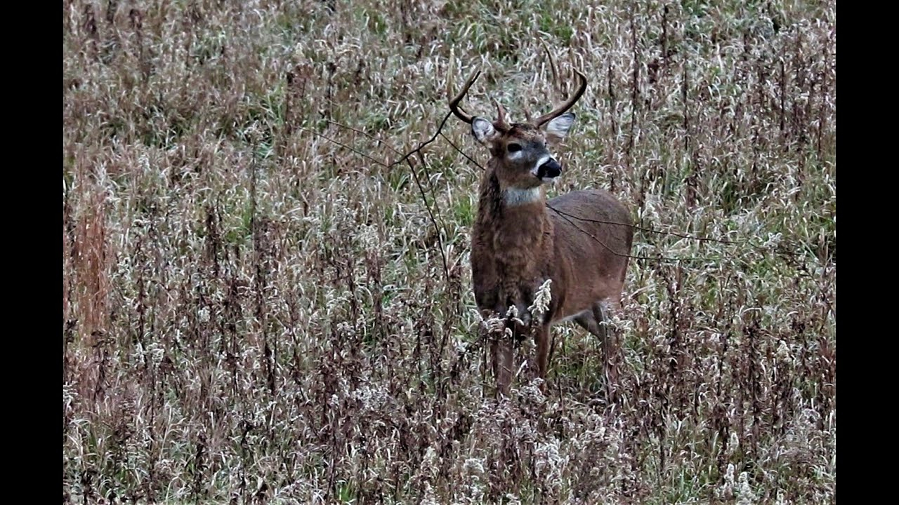 Hunting Bucks During The Rut In Illinois - Brown County