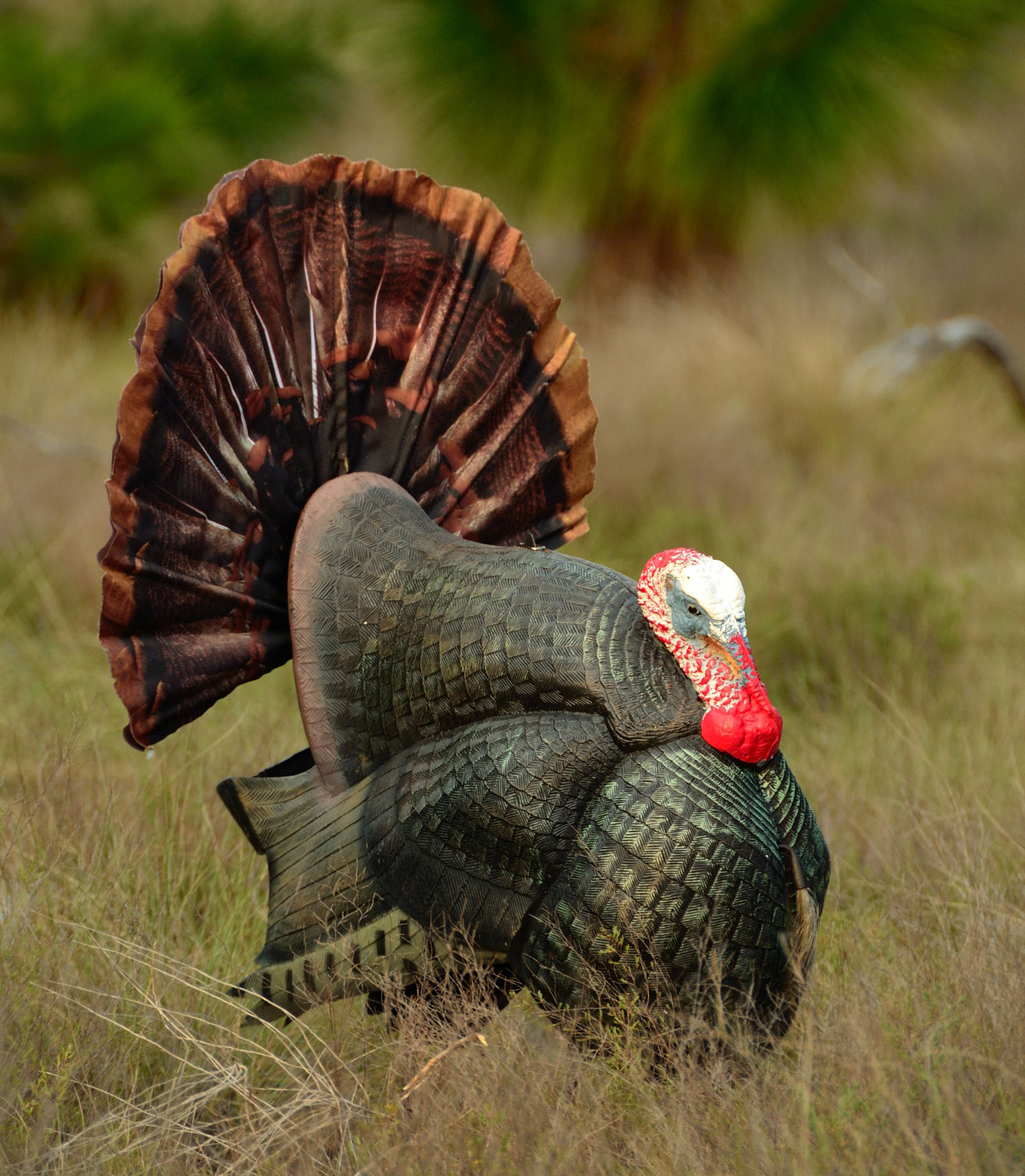 If You Use A Gobbler Decoy, Include Gobbler Calls In Your