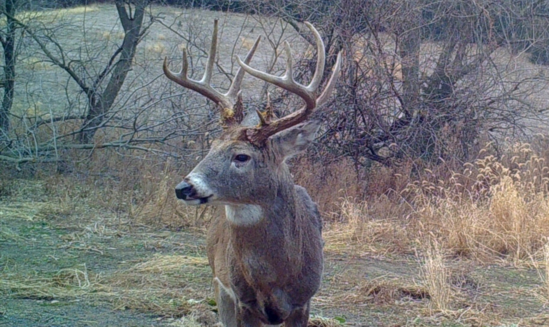 Indiana 2020 Whitetail Deer Rut Timing Predictions