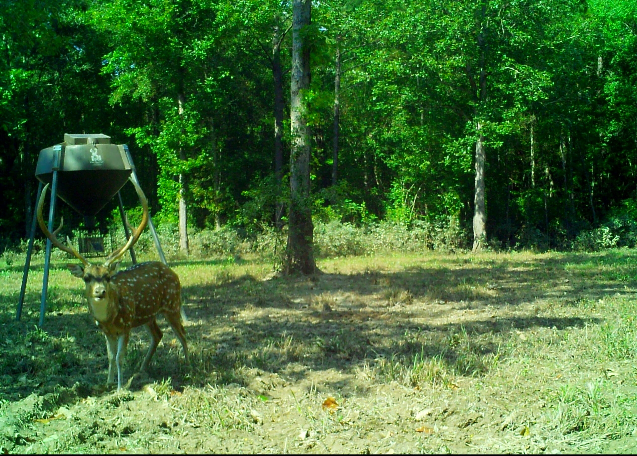 Louisiana Guided Deer Hunting | Whitetail Deer Hunts