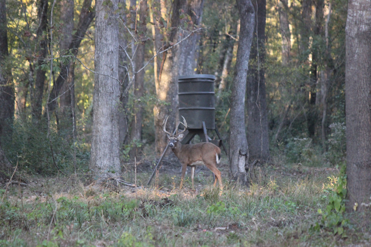 Louisiana Guided Deer Hunting | Whitetail Deer Hunts