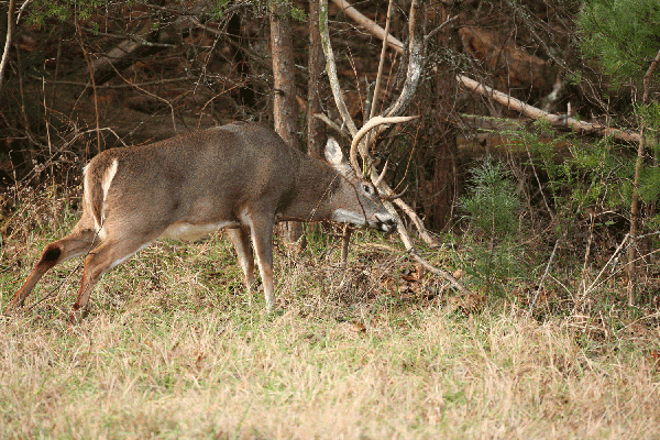 Louisiana’s 2012-13 Deer Rut Calendar
